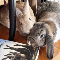 Photo of 🐰Artemis & Willow🐰   Located In Brunswick 