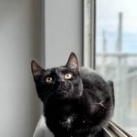 Photo of Tulip 
