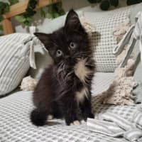 Photo of Biscuit, Oreo And Cookie