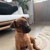 Photo of Fig   8 Week Old Cattle Dog X Staffy