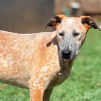 Photo of Ochre