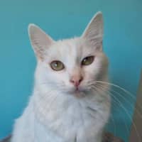 Photo of Theia 