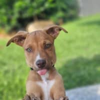 Photo of Tetra