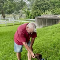 Photo of Missy   3 Month Old Bull Arab X