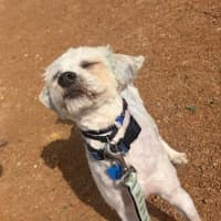 Photo of Ollie (Foster Only)