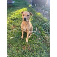 Photo of Edna *$250 Adoption Fee*