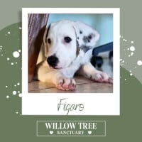 Photo of Figaro