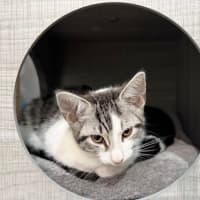 Photo of Kali