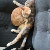 Photo of Purrl & Punchy! 