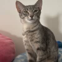 Photo of Raven **2nd Chance Cat Rescue**