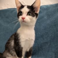 Photo of Puffin