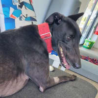 Photo of Enzo The Greyhound