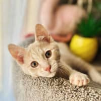 Photo of Thunder And Monkey 