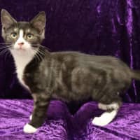 Photo of Sweet Pea