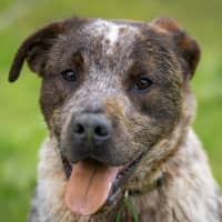Photo of Prancer