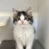 Photo of Bongo 