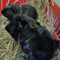 Photo of Prince (Bonded With Orio)