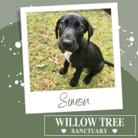 Photo of Simon