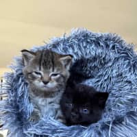 Photo of Pixie & Rocky