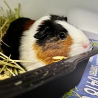 Photo of Pignelope