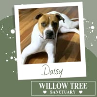 Photo of Daisy