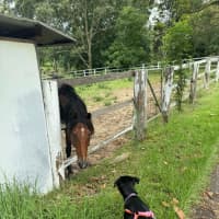 Photo of Gracie   4 Month Old Rottweiler X Shepherd 