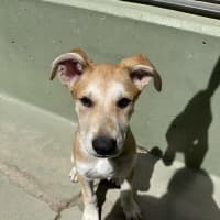 Photo of Daisy