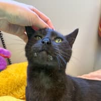 Photo of El Gato