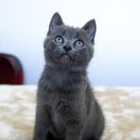 Photo of Minty