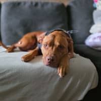 Photo of Shadow   7 Year Old Staffy X