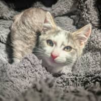 Photo of Pedro   In Foster Care In Ashburton