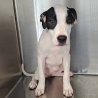 Photo of Lolly (P15)