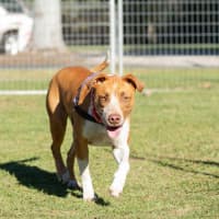 Photo of Buddy