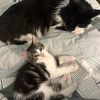 Photo of Lenni   In Foster In Oak Park