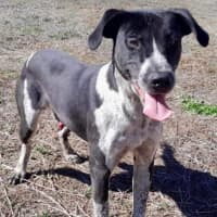 Photo of Tess Tickles