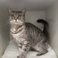 Photo of Lady 