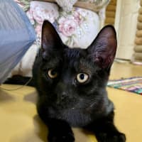 Photo of Neko