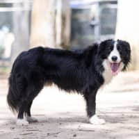 Photo of Kora