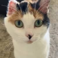 Photo of Shelby
