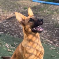 Photo of Wasabi