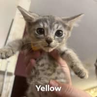 Photo of Birdie (K45)