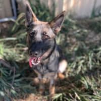 Photo of Maple