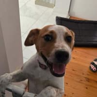 Photo of Nugget   5 Month Old Staffy X