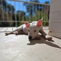 Photo of Sage 