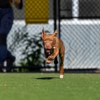 Photo of Henry Imp 02