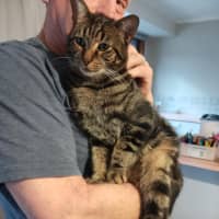 Photo of Biscuit (Located In Berwick)