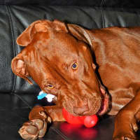 Photo of Coco