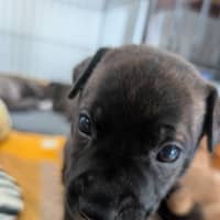 Photo of Phoenix (Waluigi)