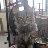 Photo of 🧶 Sebastian 6895 🧶