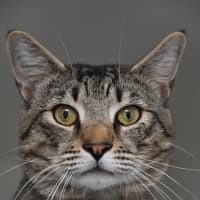 Photo of Cobalt